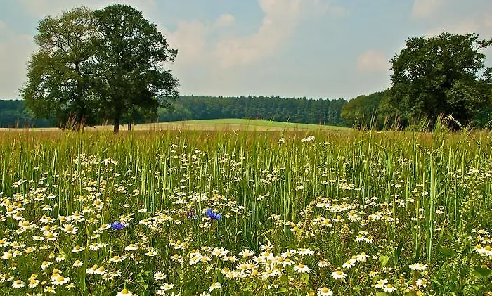 Отель Zonneheuvel *